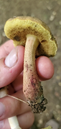 Red-cracking Bolete