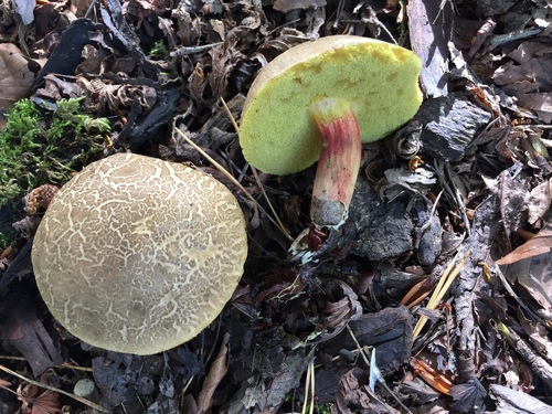 Red-cracking Bolete