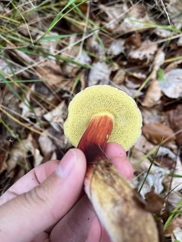 Red-cracking Bolete