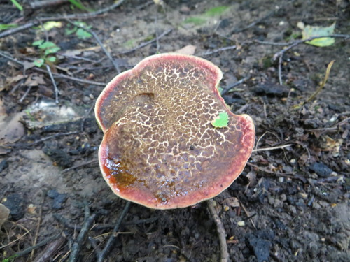 Red-cracking Bolete
