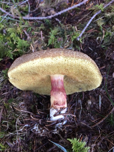 Red-cracking Bolete