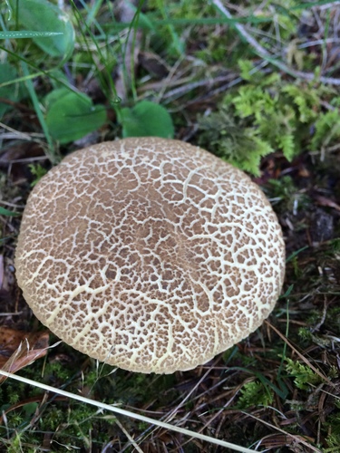 Red-cracking Bolete