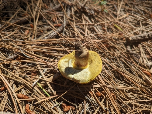 Red-cracking Bolete
