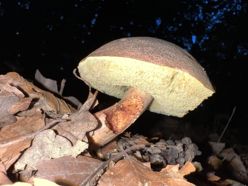 Red-cracking Bolete