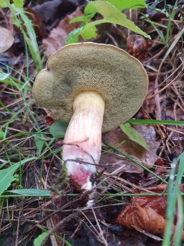 Red-cracking Bolete