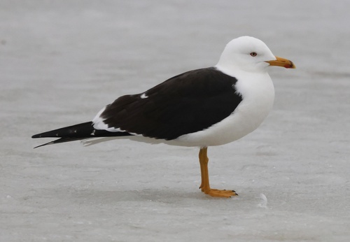 Lesser Black-backed Gull