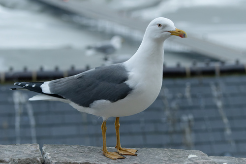 Lesser Black-backed Gull