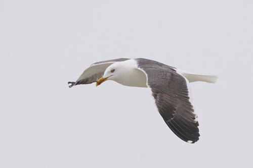 Lesser Black-backed Gull