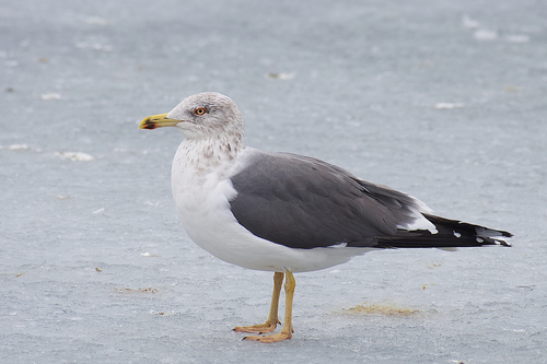 Lesser Black-backed Gull