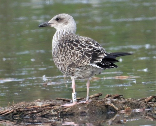 Lesser Black-backed Gull