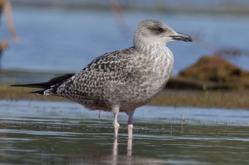 Lesser Black-backed Gull