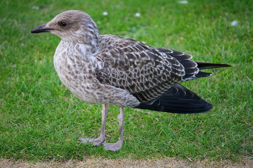 Lesser Black-backed Gull