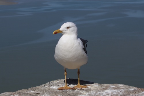 Lesser Black-backed Gull
