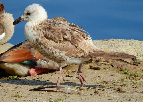 Lesser Black-backed Gull