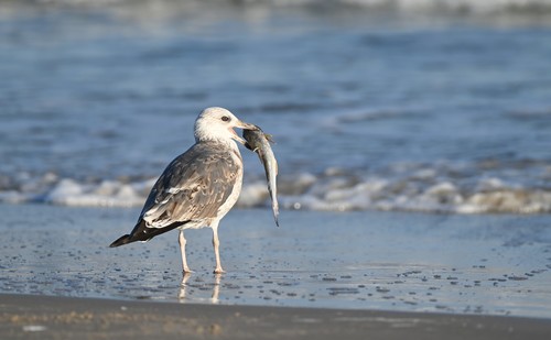 Lesser Black-backed Gull