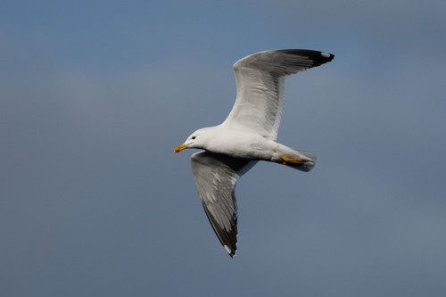 Lesser Black-backed Gull