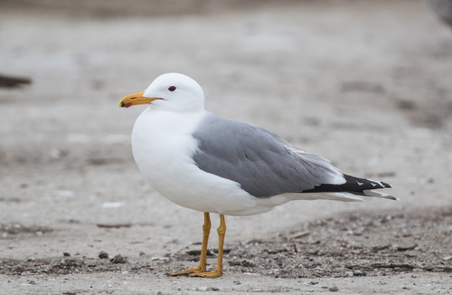 California Gull