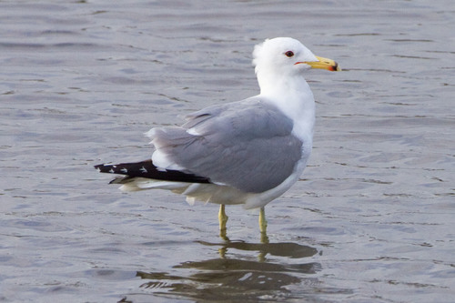 California Gull