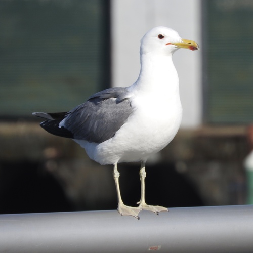 California Gull
