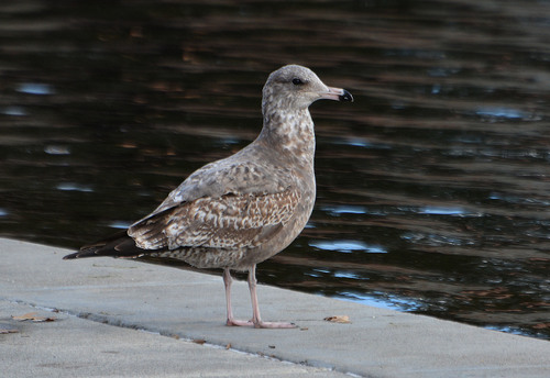 California Gull