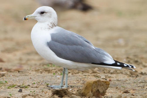 California Gull