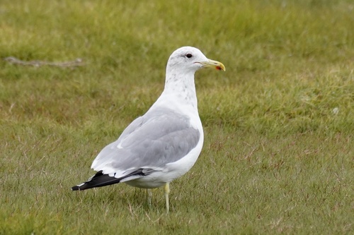 California Gull