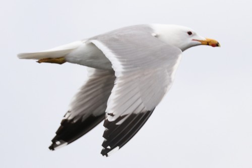 California Gull