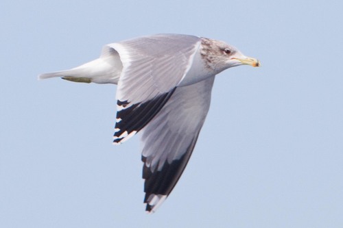 California Gull