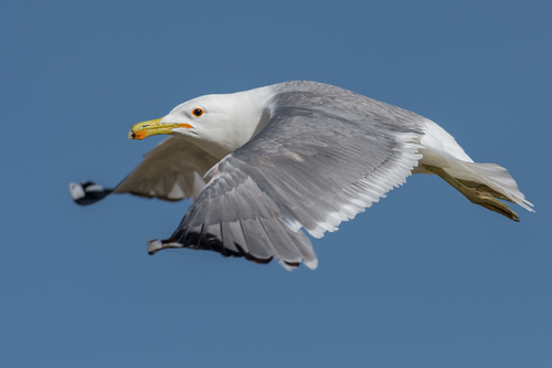 California Gull