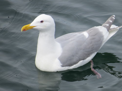 Glaucous-winged Gull