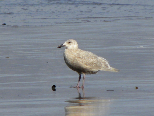 Glaucous-winged Gull
