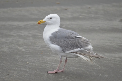 Glaucous-winged Gull