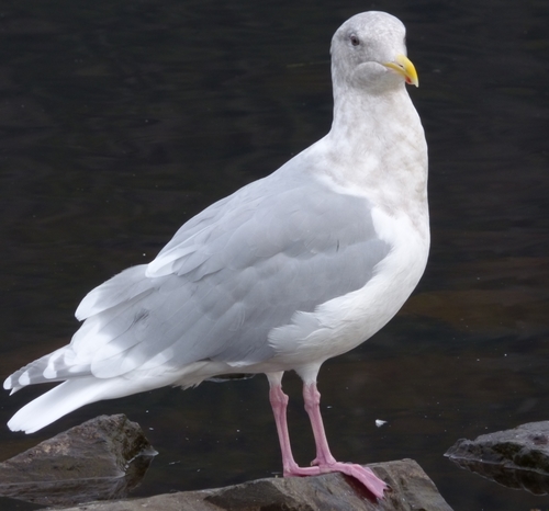 Glaucous-winged Gull