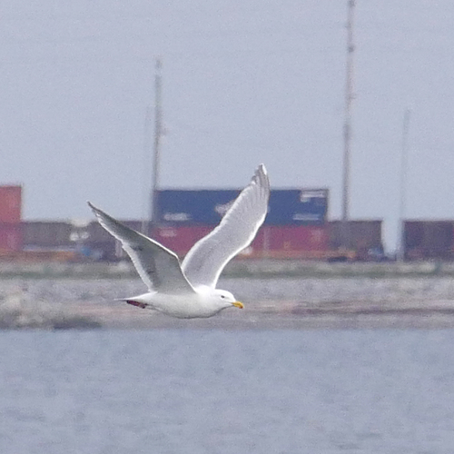 Glaucous-winged Gull
