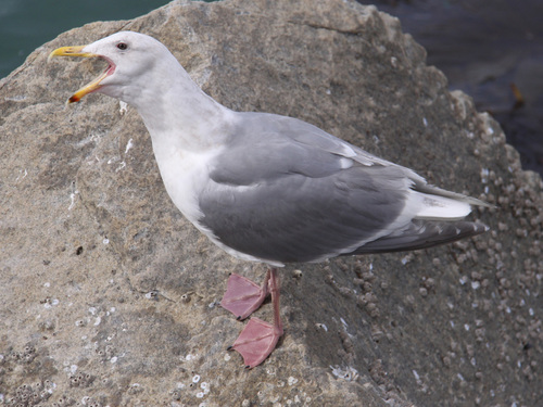 Glaucous-winged Gull