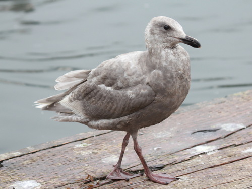 Glaucous-winged Gull