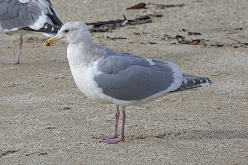 Glaucous-winged Gull