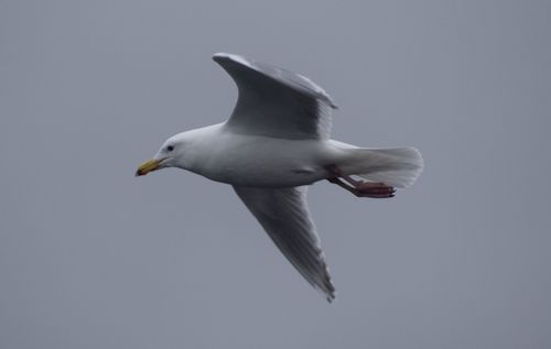 Glaucous-winged Gull