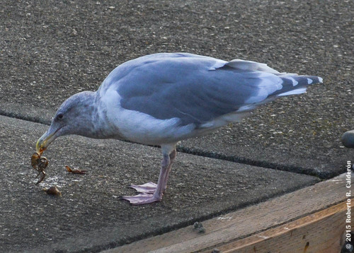 Glaucous-winged Gull