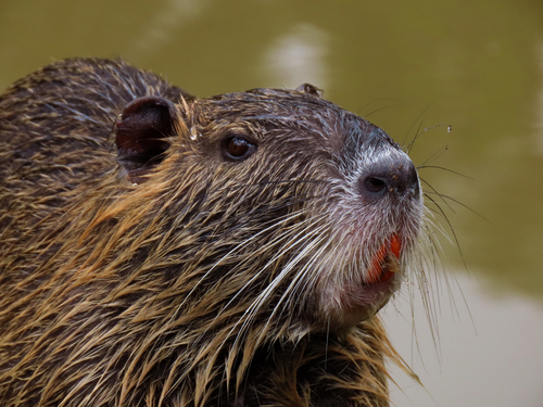 Coypu