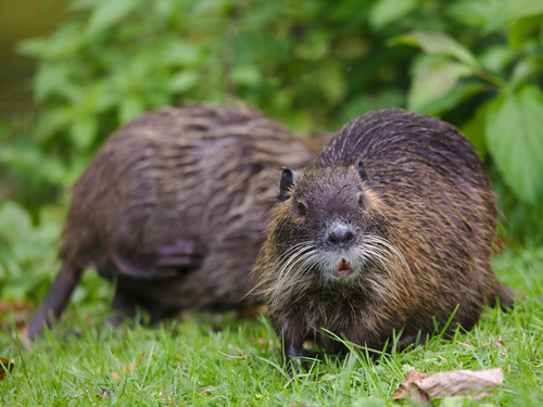 Coypu