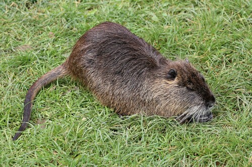Coypu