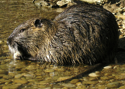 Coypu