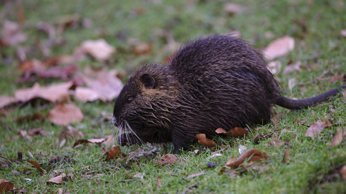 Coypu