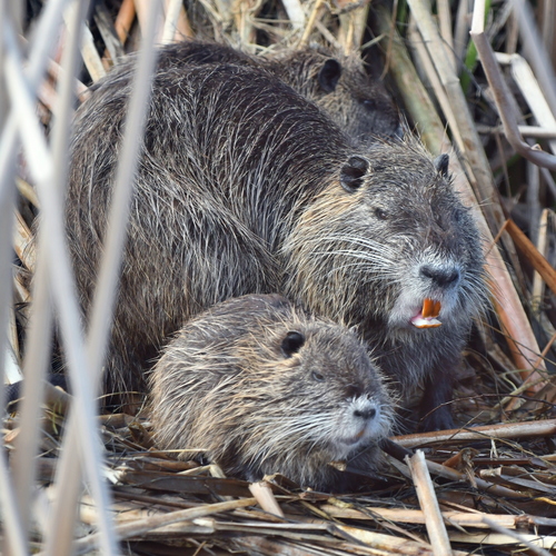 Coypu