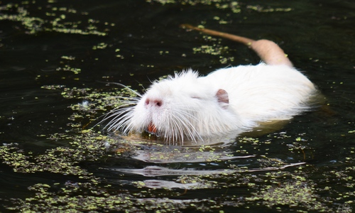 Coypu