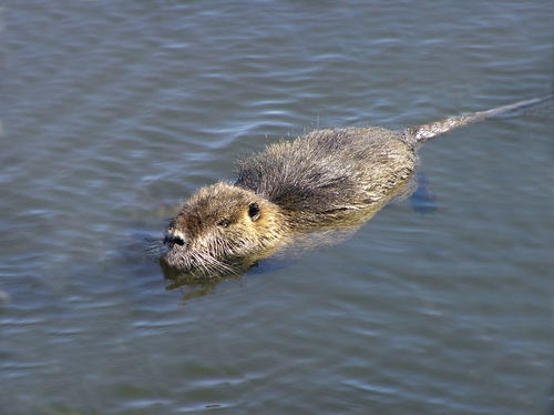Coypu