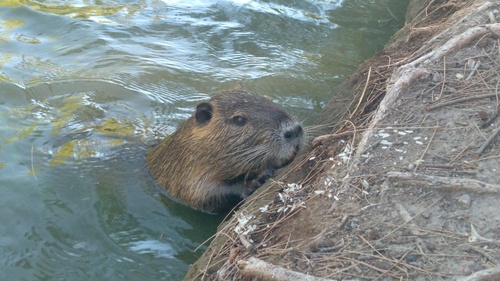 Coypu