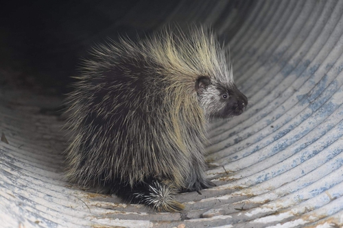 North American Porcupine