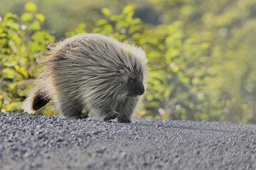 North American Porcupine